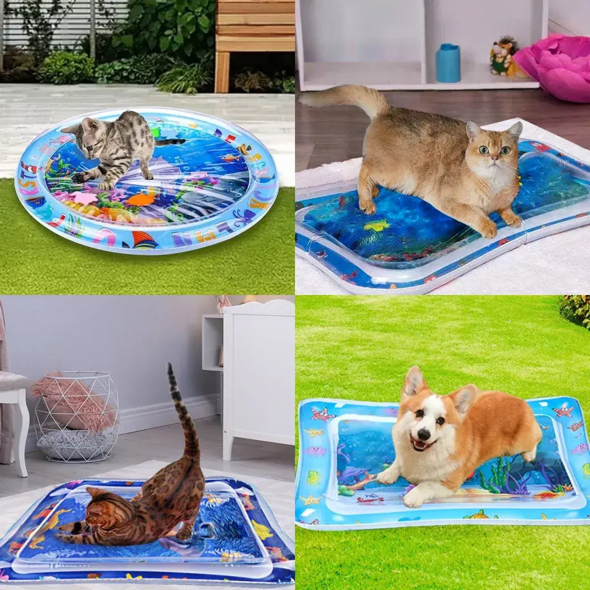 AquaPaws