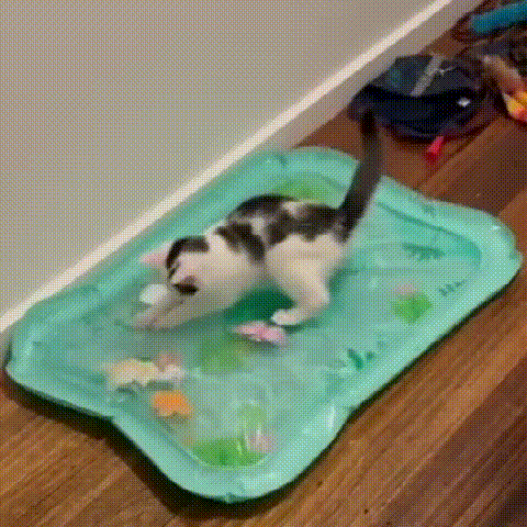 Perro jugando